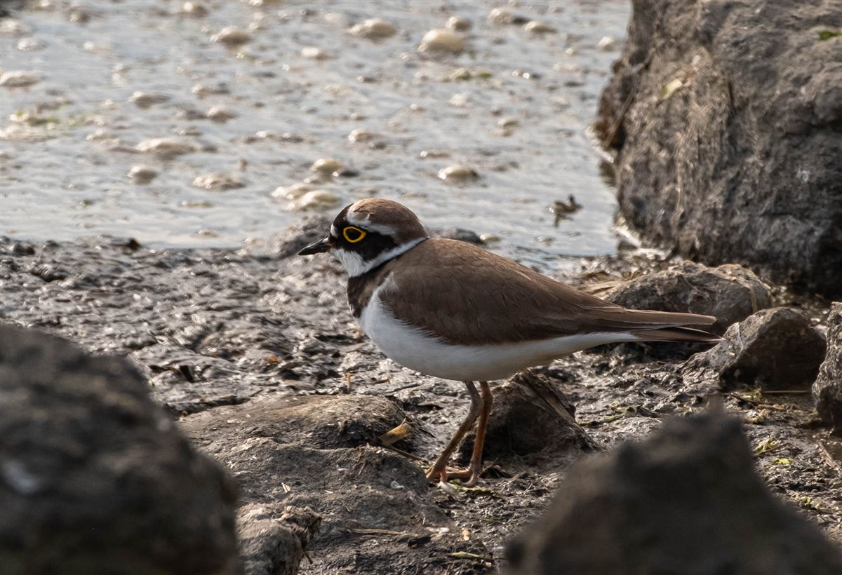 Little Ringed Plover