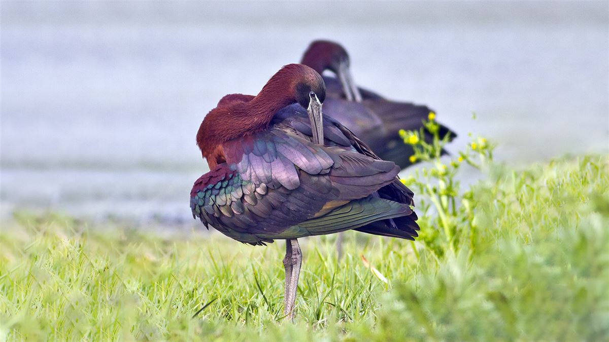 Glossy Ibis