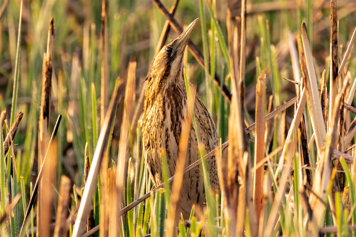 Eurasian Bittern