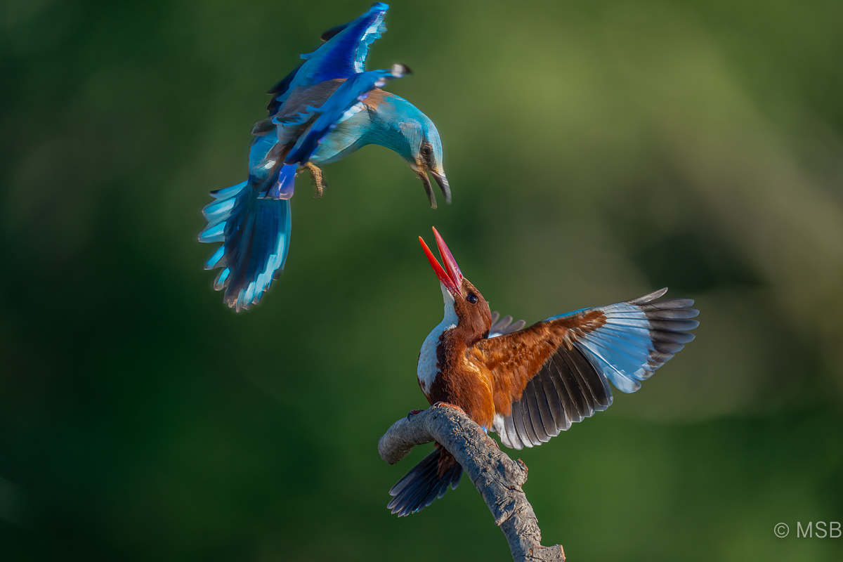 White-throated Kingfisher