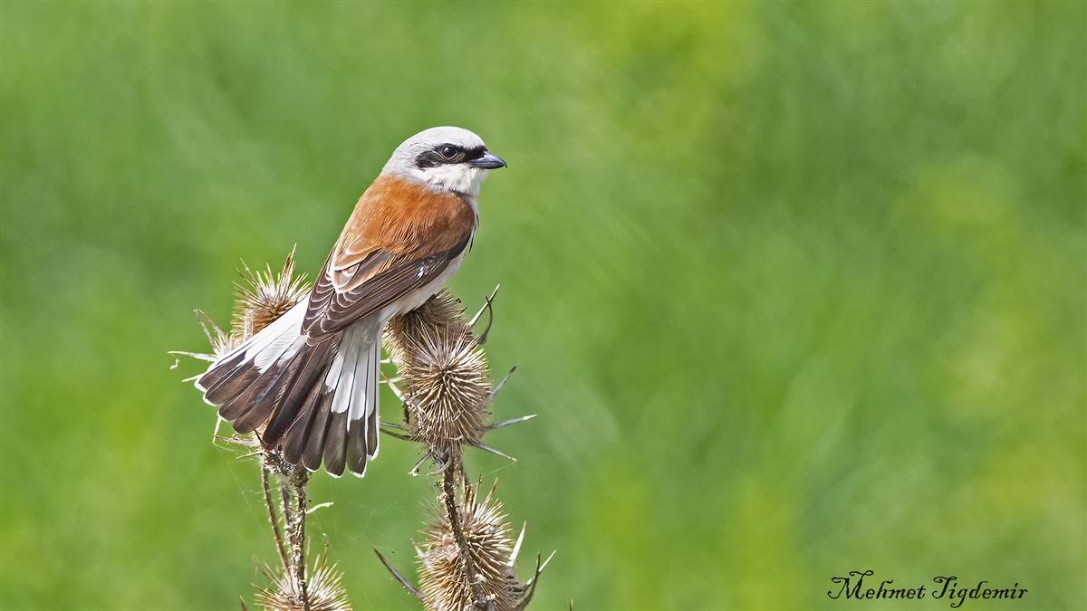 Red-backed Shrike