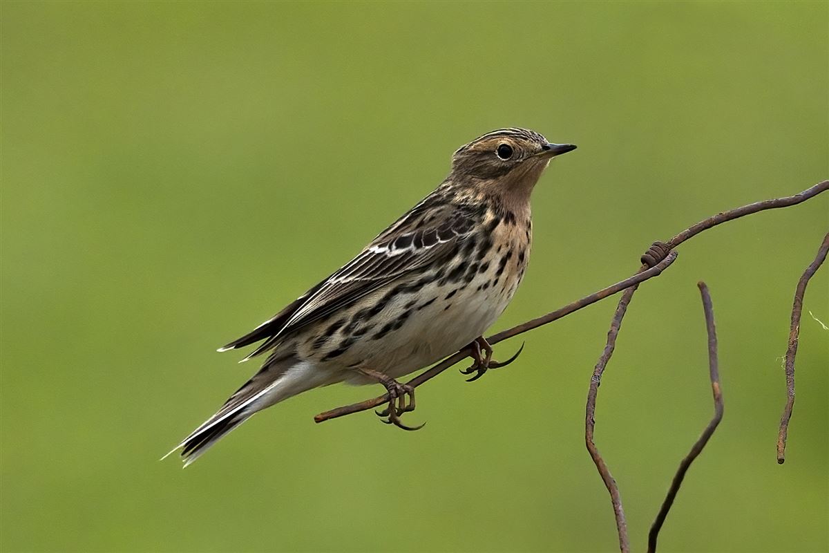 Red-throated Pipit