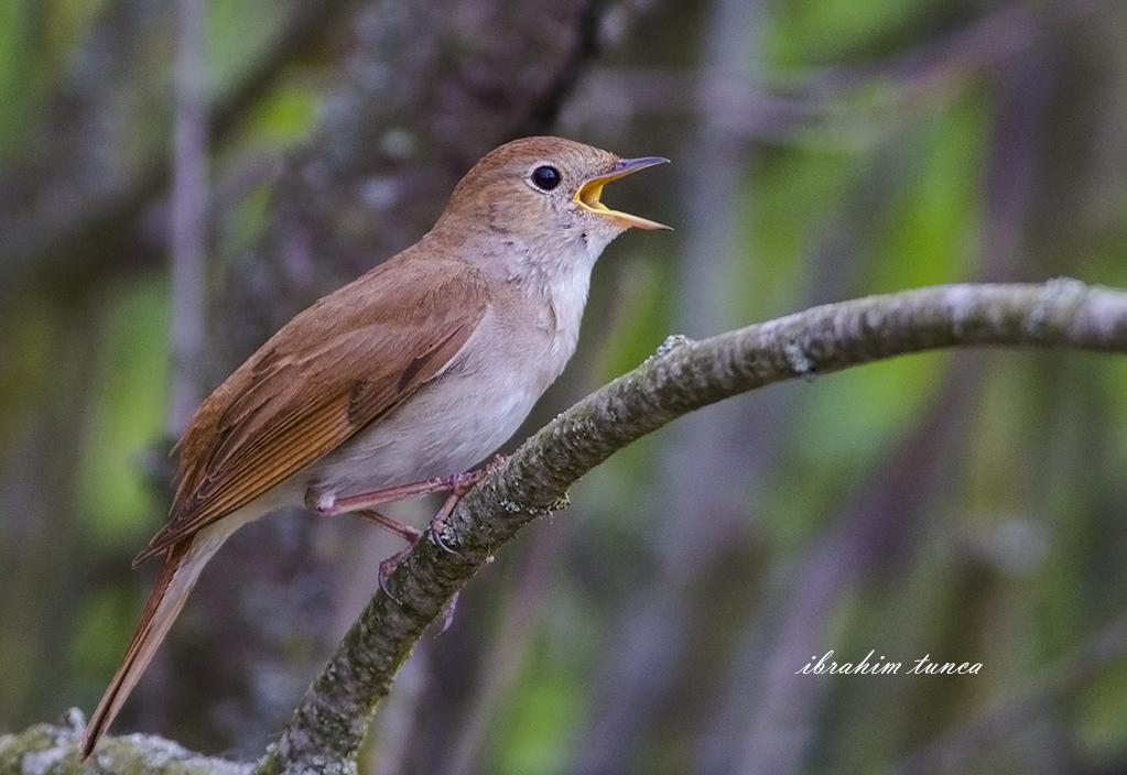Common Nightingale