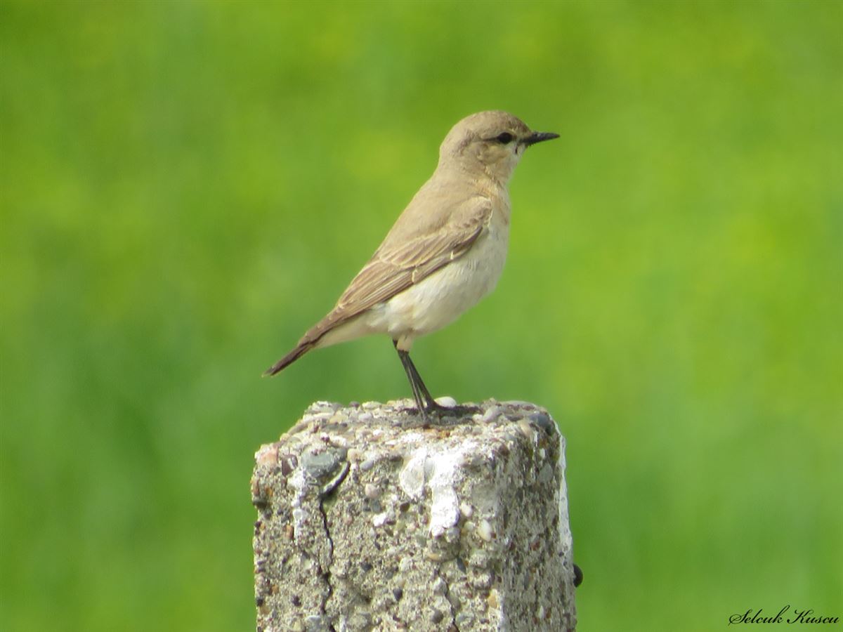 Isabelline Wheatear