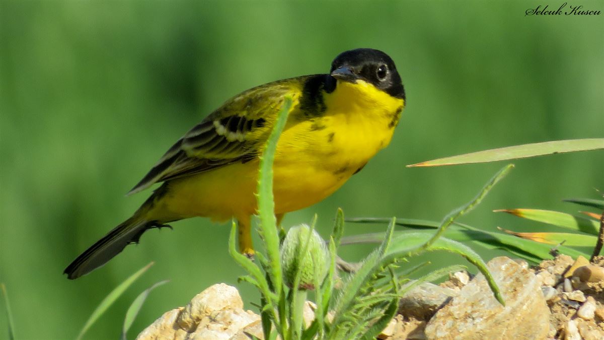 Western Yellow Wagtail