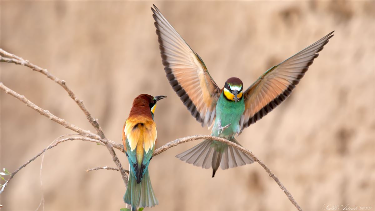 European Bee-eater