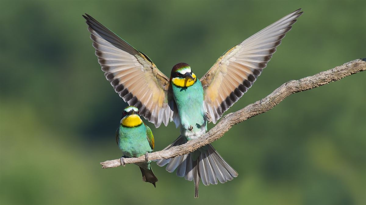 European Bee-eater