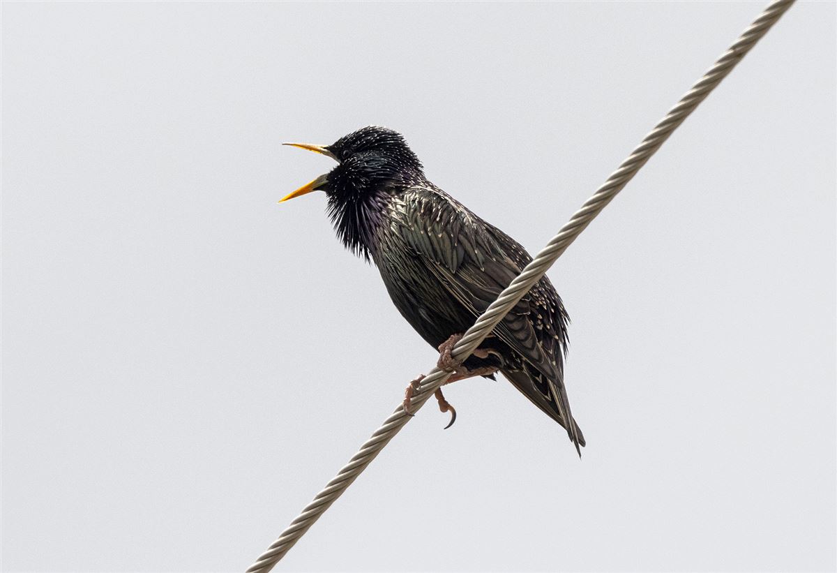 Common Starling