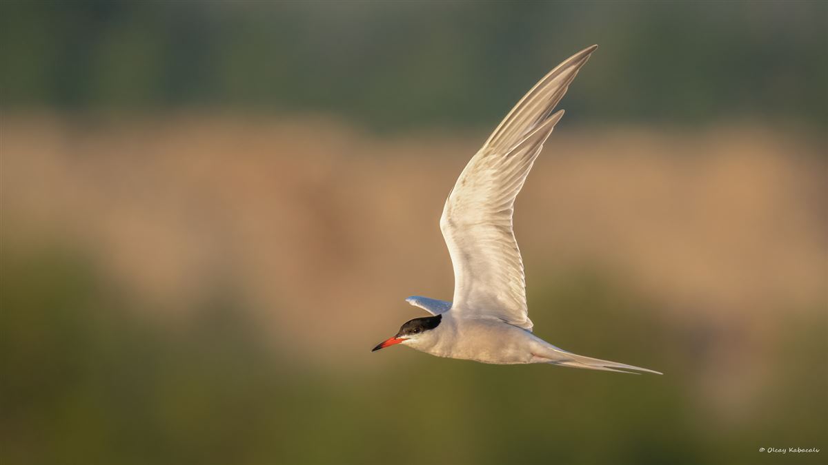 Common Tern