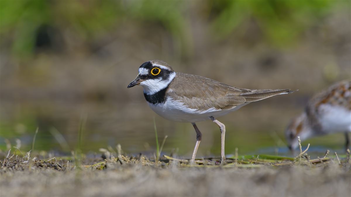 Little Ringed Plover