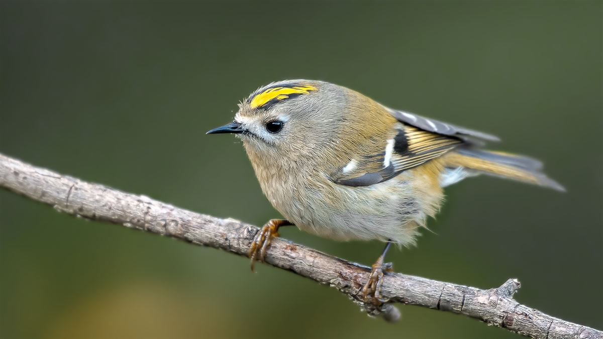 Goldcrest