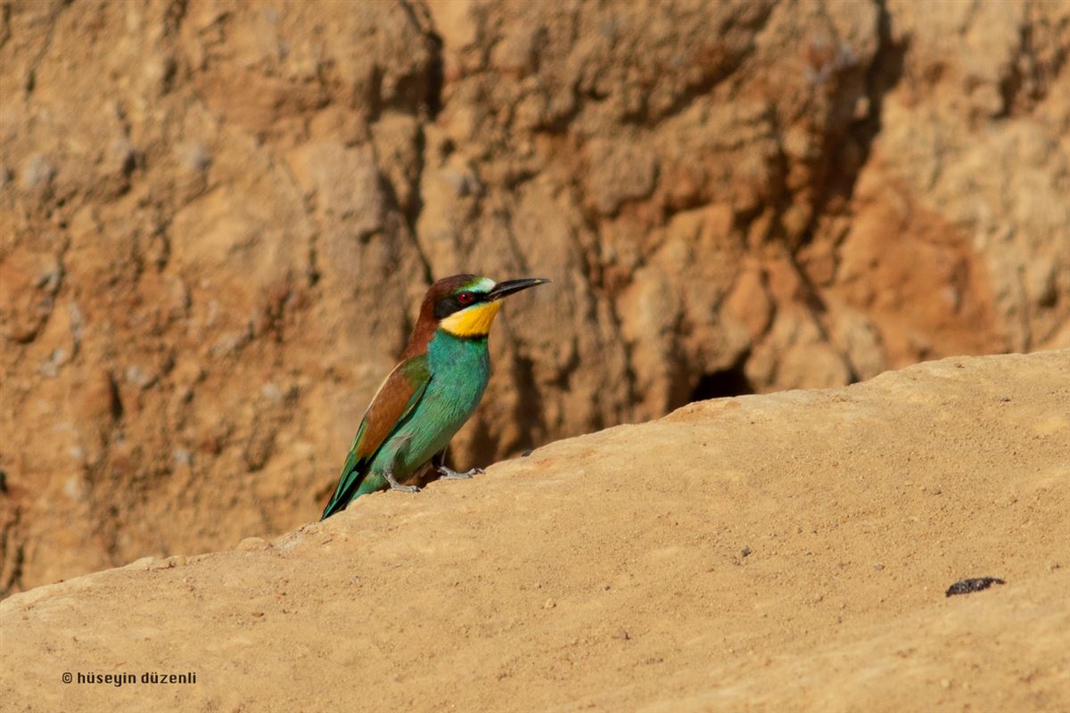 European Bee-eater