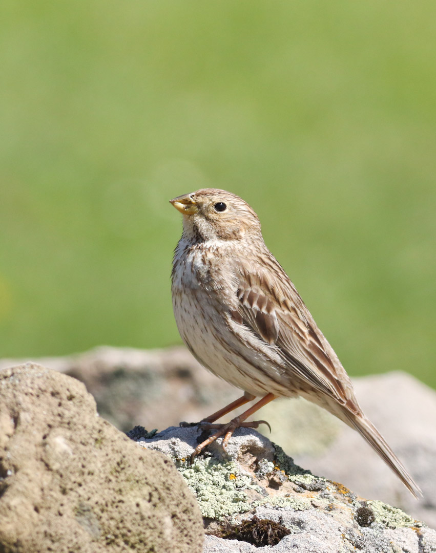 Corn Bunting