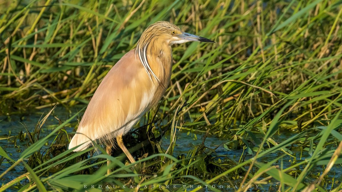 Squacco Heron