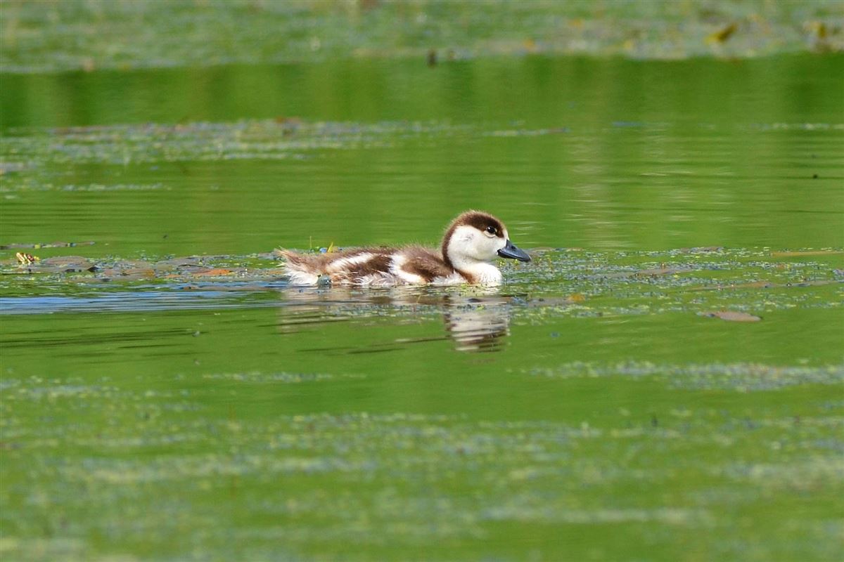 Ruddy Shelduck
