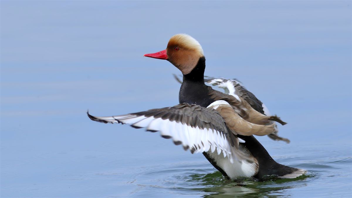 Red-crested Pochard