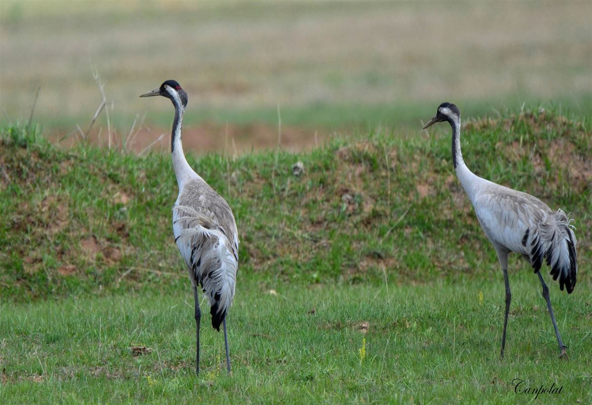 Common Crane
