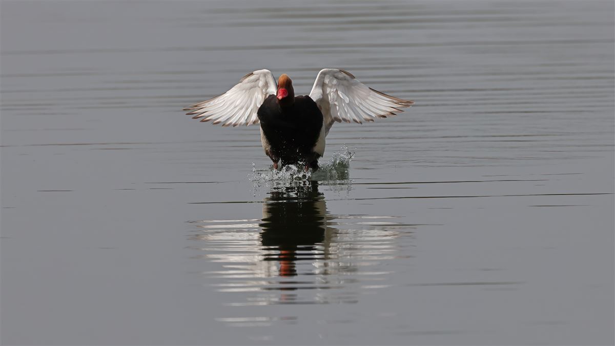Red-crested Pochard