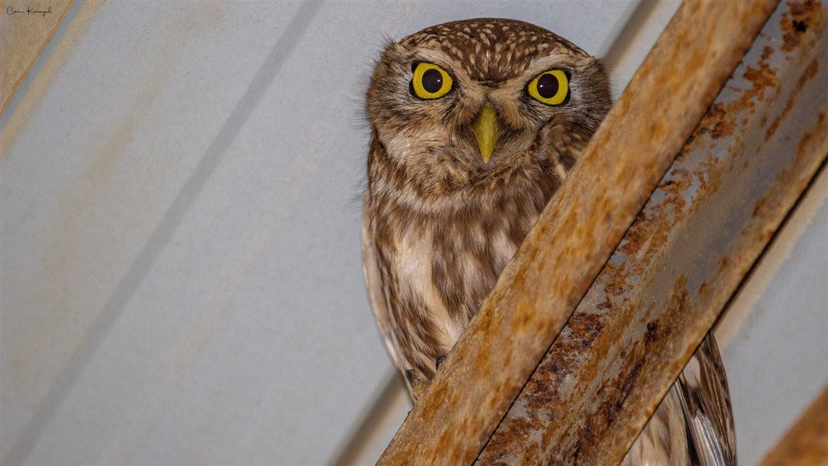 Little Owl