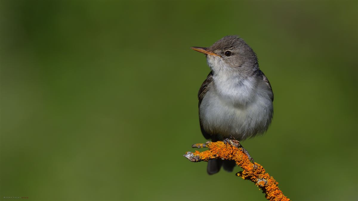Olive-tree Warbler