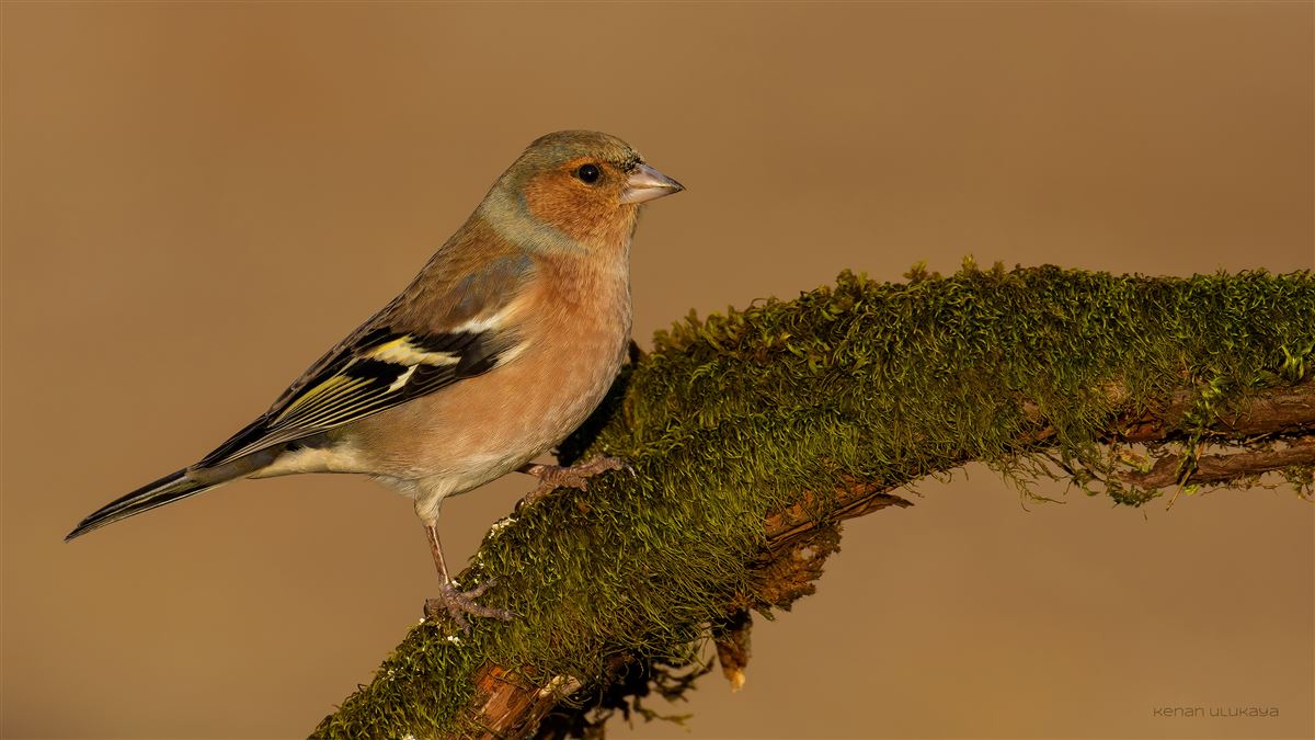 Common Chaffinch