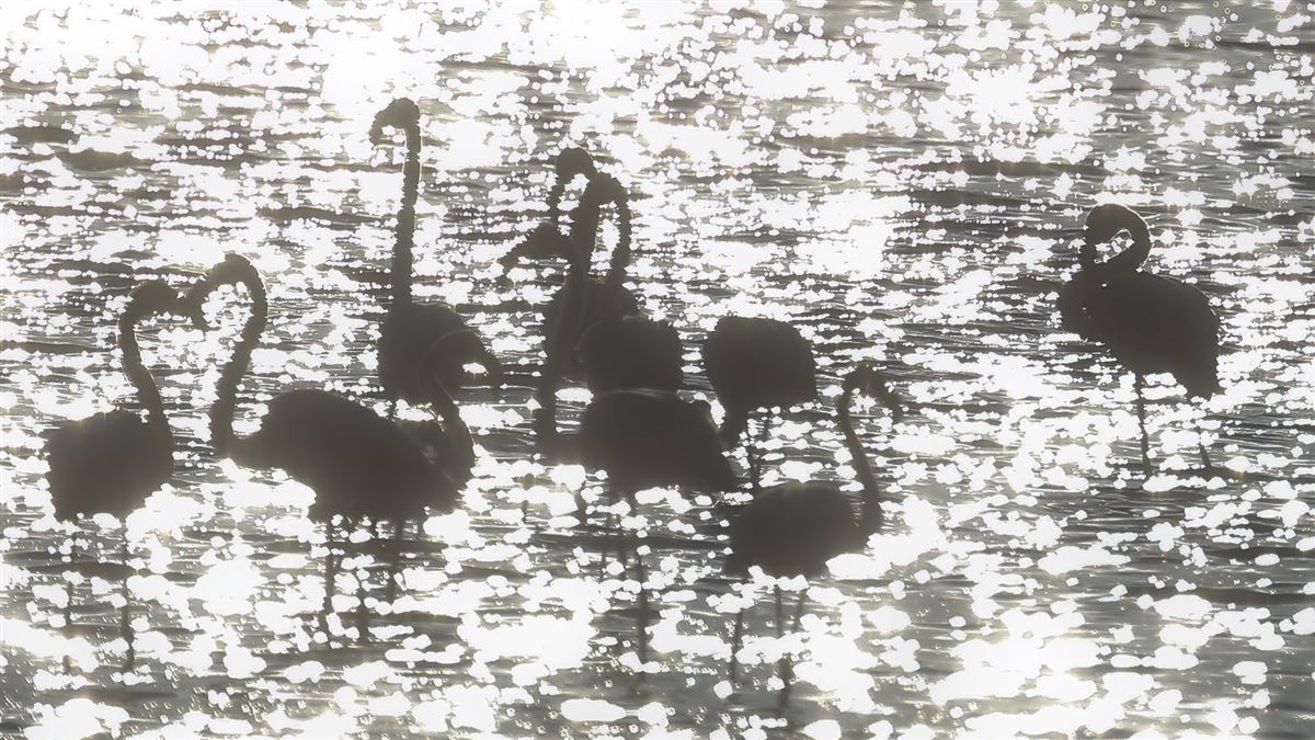 Greater Flamingo