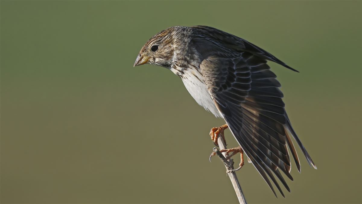 Corn Bunting