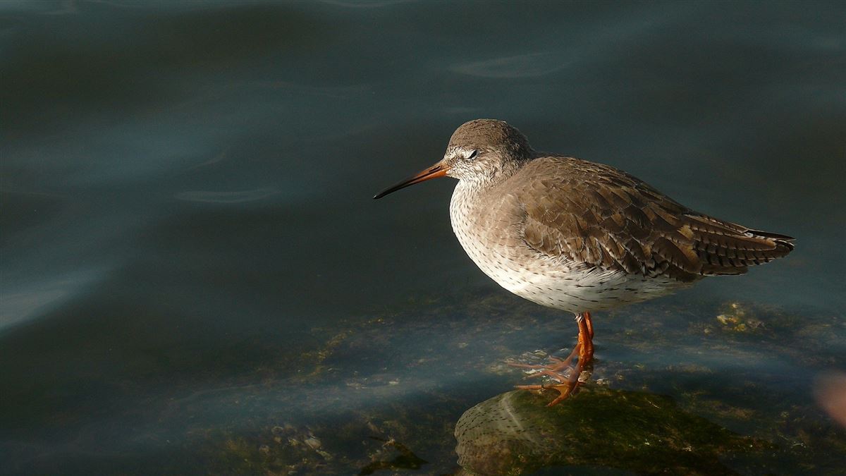 Common Redshank