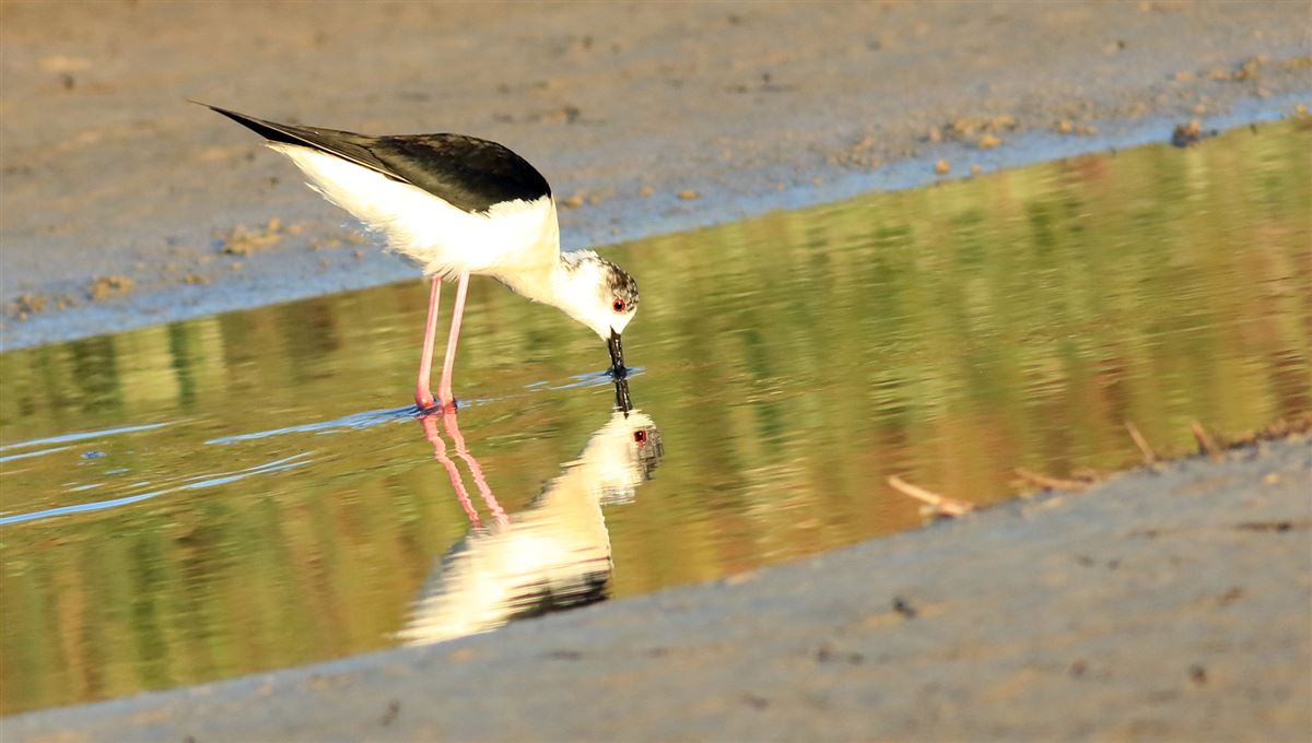 Black-winged Stilt