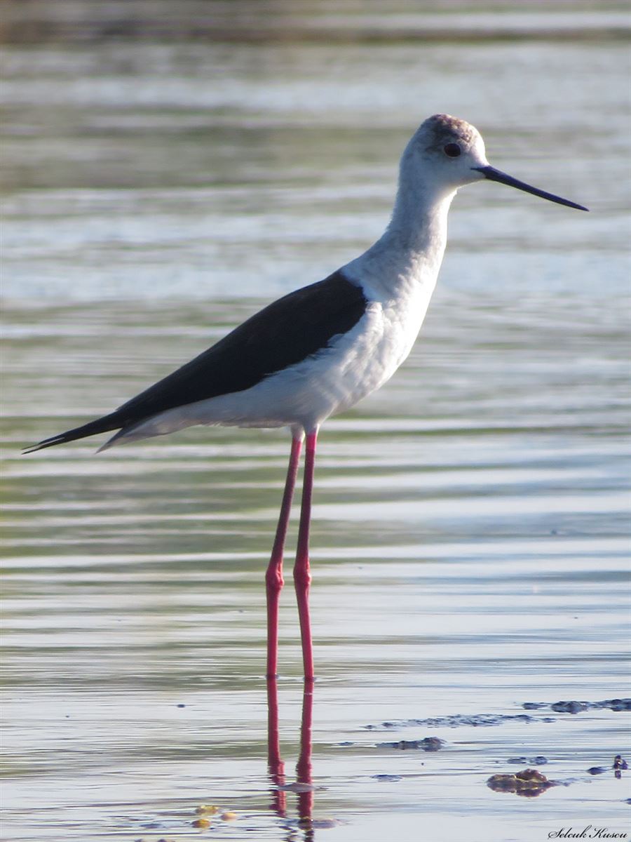 Black-winged Stilt