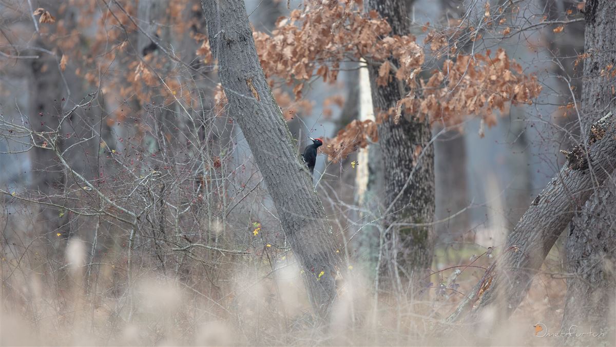 Black Woodpecker