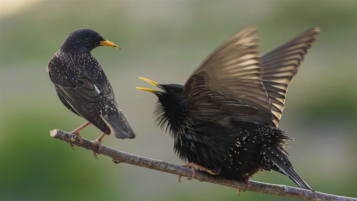 Common Starling