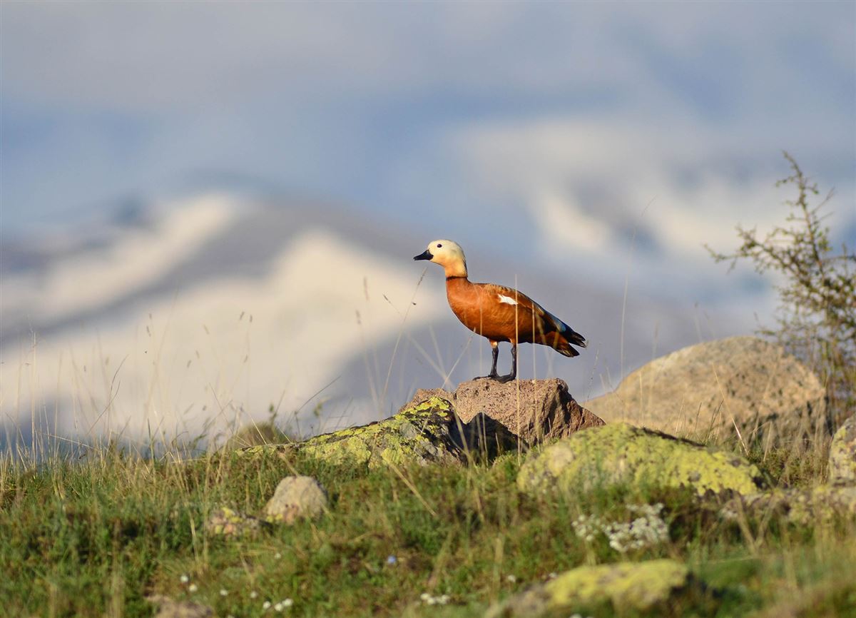 Ruddy Shelduck