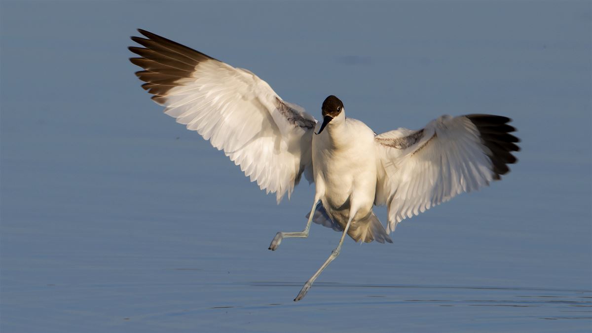 Pied Avocet