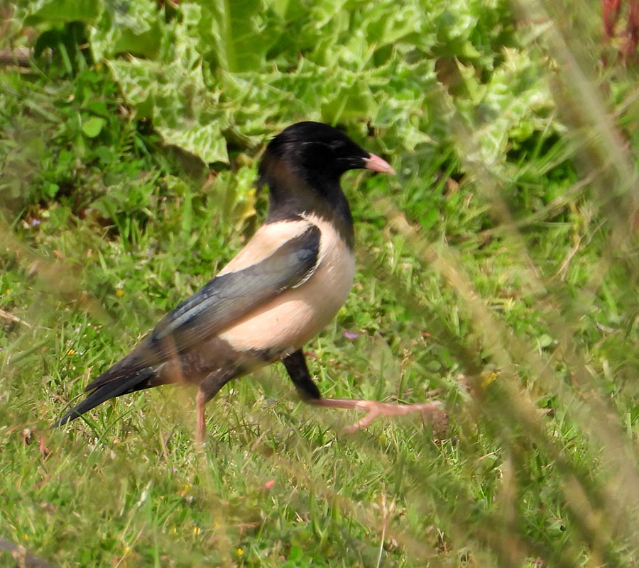 Rosy Starling