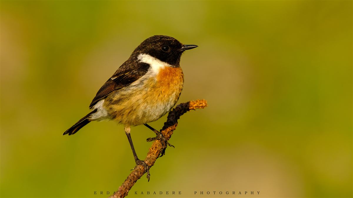 European Stonechat