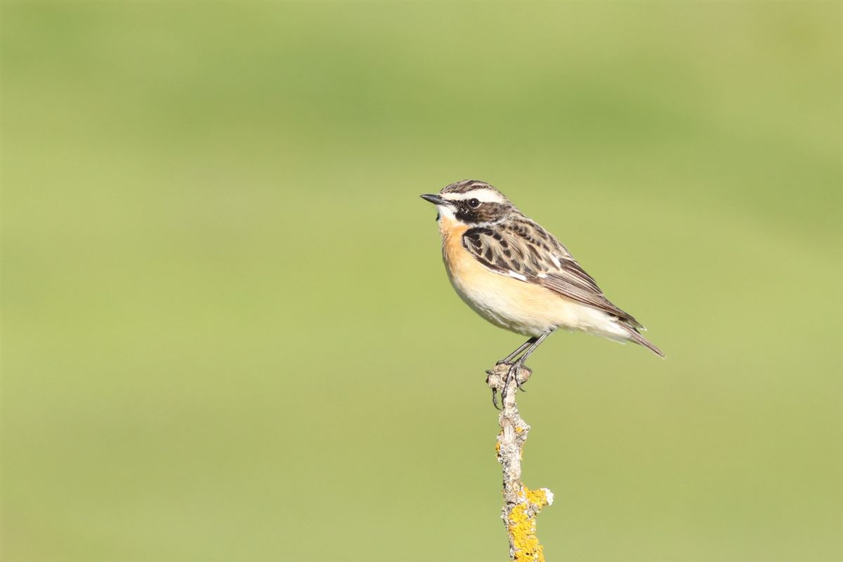Whinchat