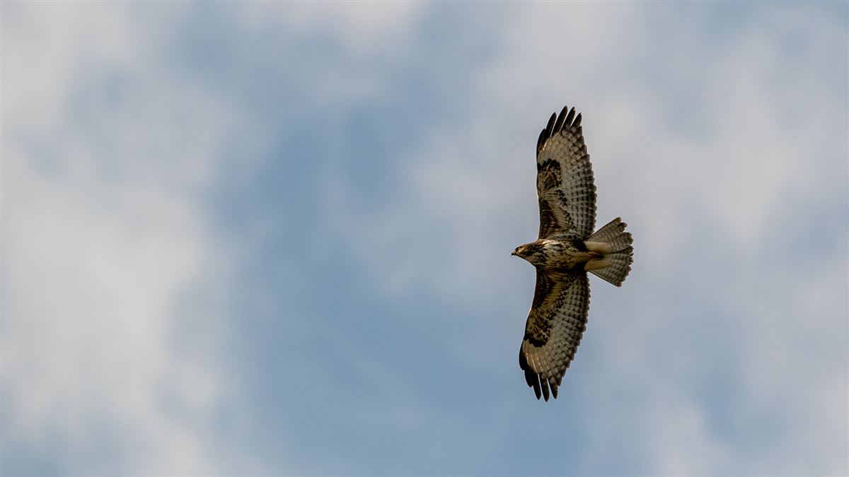 Common Buzzard