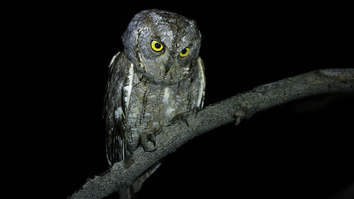 Eurasian Scops Owl