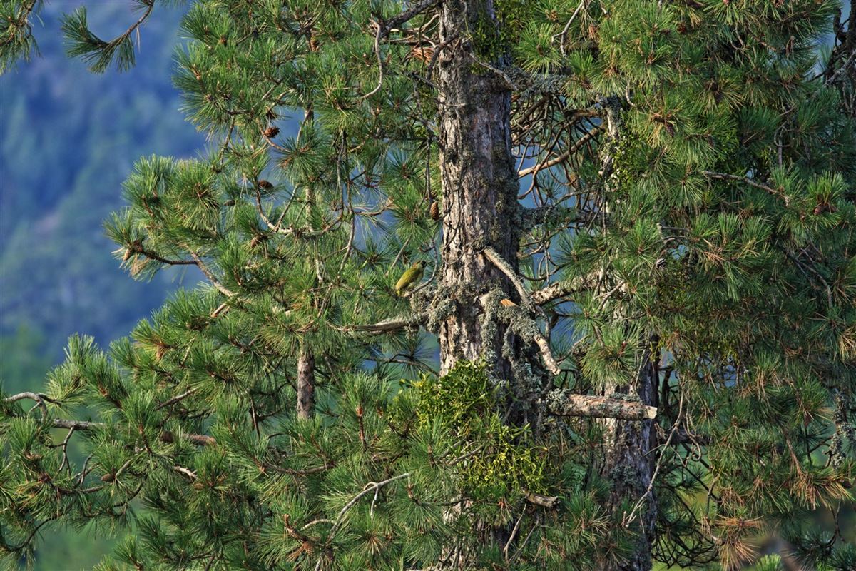 European Green Woodpecker