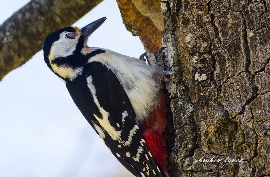 Great Spotted Woodpecker