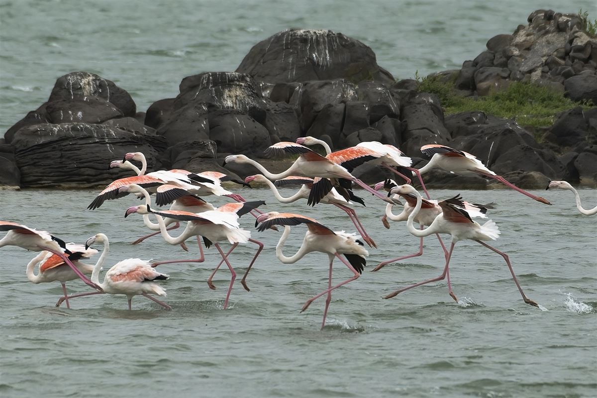 Greater Flamingo