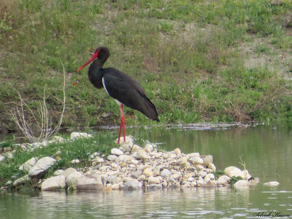 Black Stork