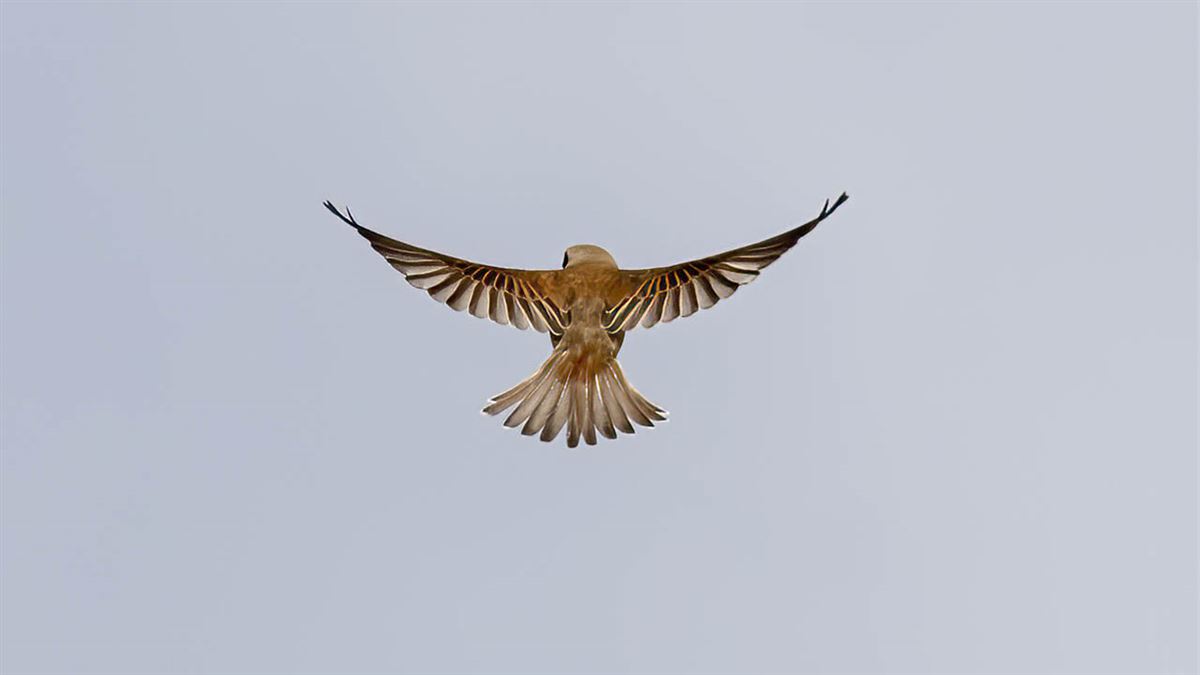 Red-backed Shrike