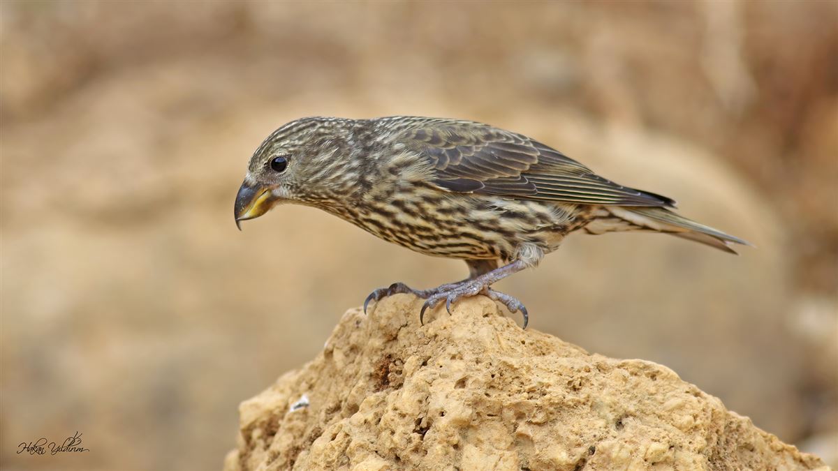 Red Crossbill