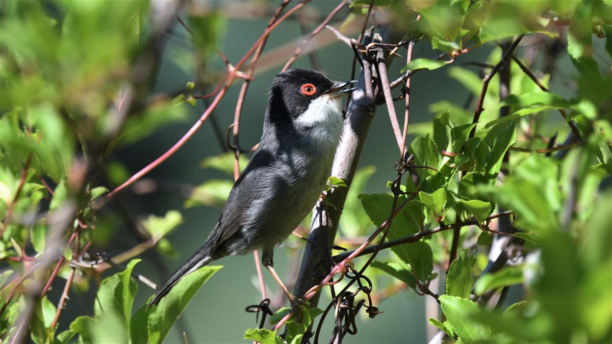 Sardinian Warbler