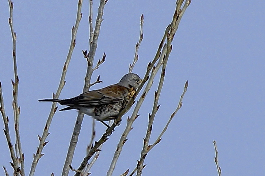 Tarla Ardıcı