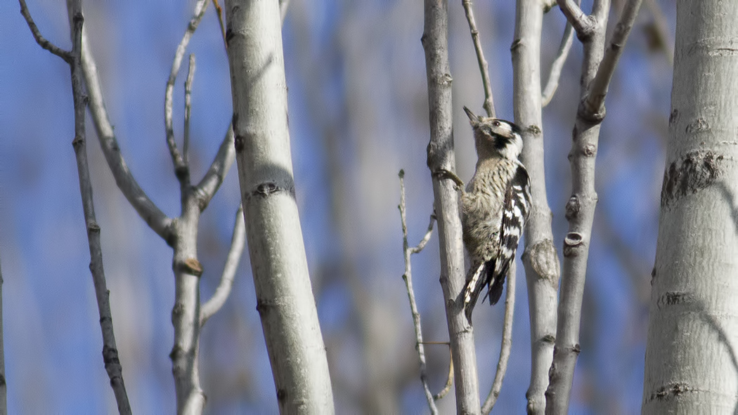 Lesser Spotted Woodpecker