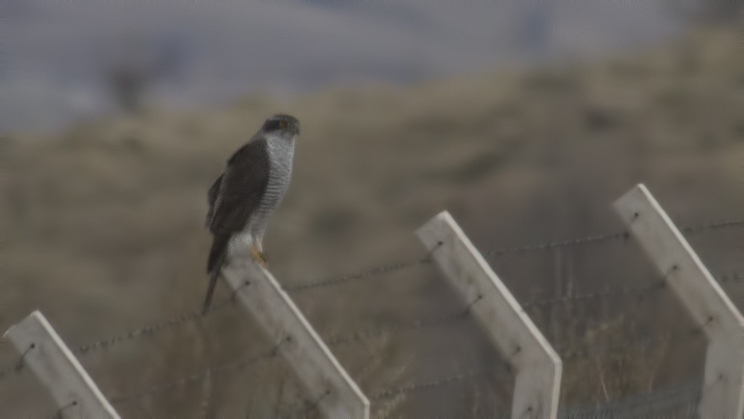 Northern Goshawk
