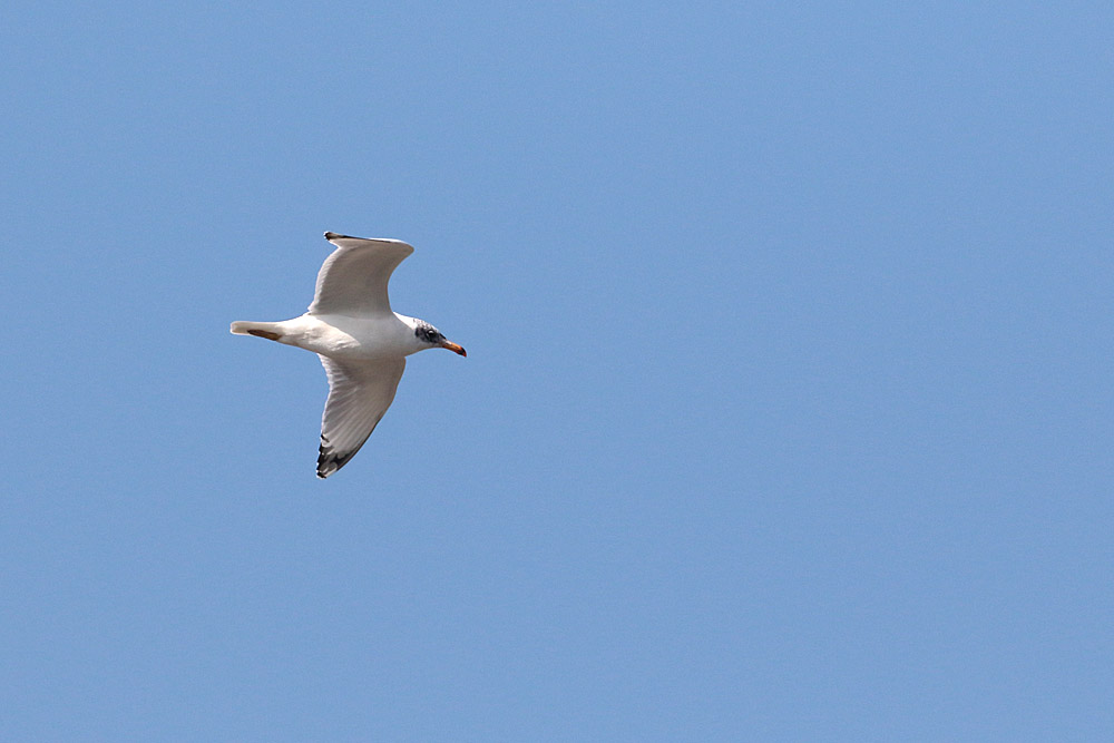 Pallas`s Gull